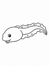 Tadpole Coloring Pages  Free Printable PDF JPG PNG & Online sketch template