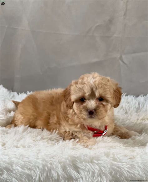 Lhasa-Poo Puppies For Sale | Greenfield Puppies