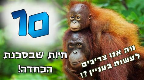 10 חיות שבסכנת הכחדה ! ומה אנו צריכים לעשות בעניין ?! | קצת מידע - YouTube