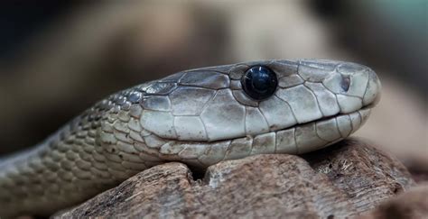 Snakes - Wild Animals News & Facts