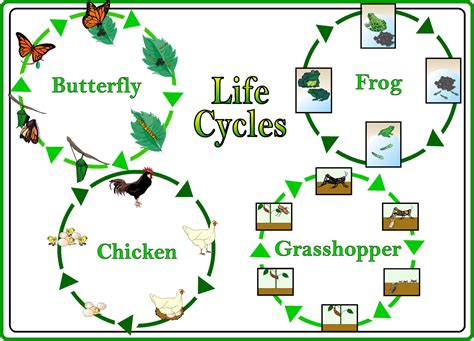 Science Posters / Life Cycles.jpg