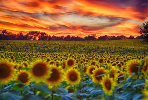 Sunflower Vision | Kansas, Beautiful sky, Sunflower fields