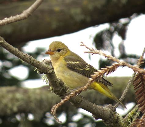 Western Tanager Juvenile