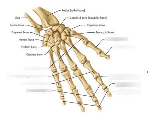 finger. bones Diagram | Quizlet