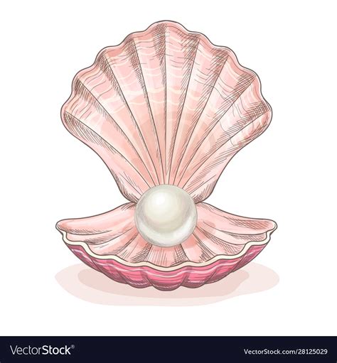 White pearl in opened clam pink seashell Vector Image