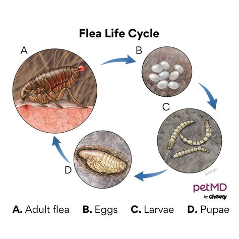 How Do Dogs Get Fleas? | PetMD