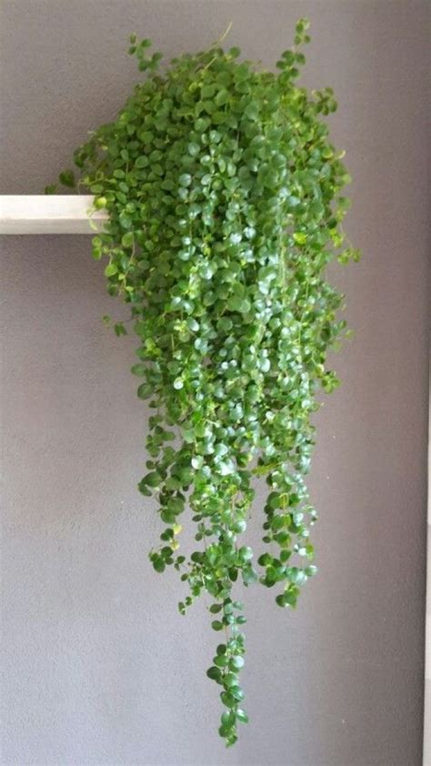 15+ Beautiful Hanging Plants Ideas Hanging Plants – A Hanging basket can make your flowering ...