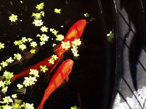 Goldfish in pond 2 Free Photo Download | FreeImages