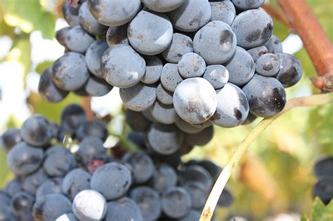 Grape of the Week: Sangiovese - WineTable.com