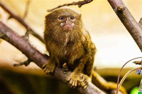 Where To See Finger Monkeys & 15 Pygmy Marmosets Facts