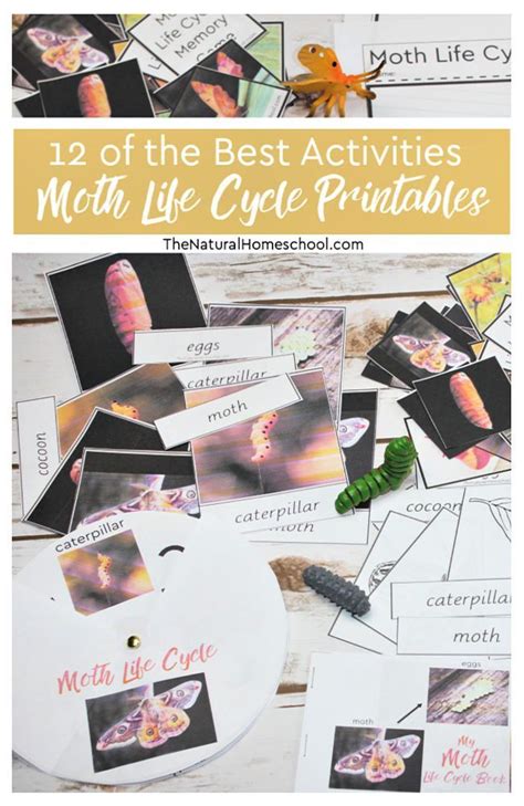 12 of the Best Moth Life Cycle Printable Activities - The Natural Homeschool | Moth life cycle ...