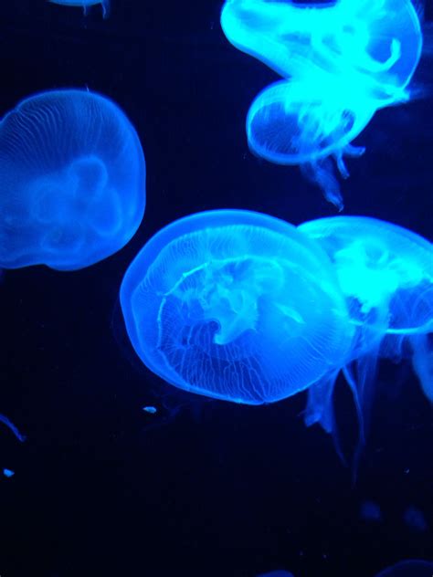 Blue - Sea Jellies at the SEA Aquarium Singapore Sea Aquarium, Sea Jellies, Jellyfish, Singapore ...