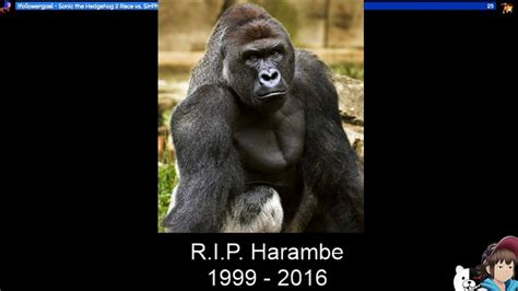 HARAMBE MEMORIAL STREAM (1999 - 2016) R.I.P. - YouTube