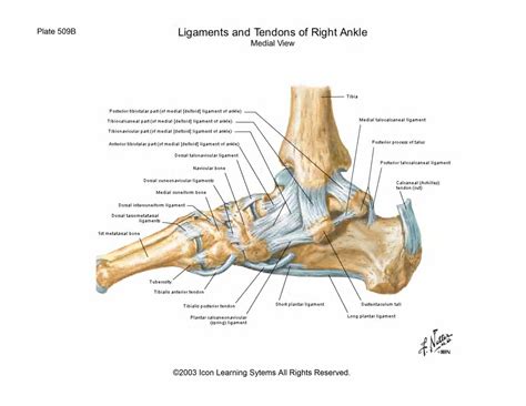 Pin on Anatomy