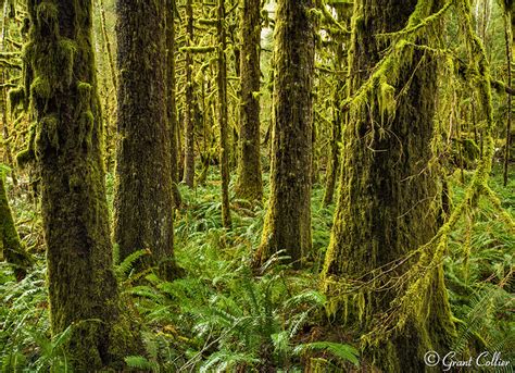 Quinault Rain Forest, Olympic National Park, Washington Photography