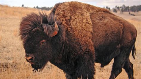 A Celebration of Heritage: Native Americans - Bison & the Great Plains - YouTube