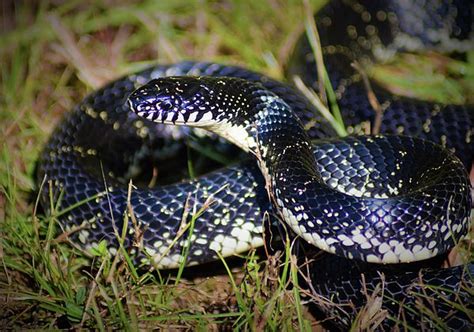 Eastern Black Kingsnake | Close up, Land between the lakes, Black, white