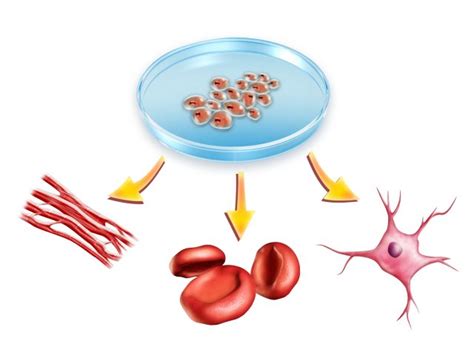 Storing Stem Cells May Save Your Life | Daily Health Alerts