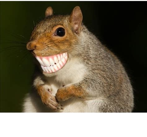 Squirrel with human teeth Blank Template - Imgflip