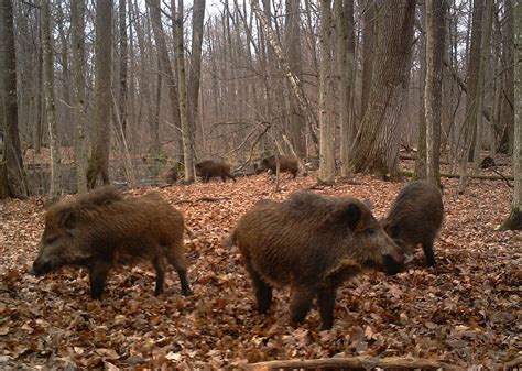 Wildlife in the Chernobyl Exclusion Zone: Bears, Wolves and Rare Horses Roam the Forests