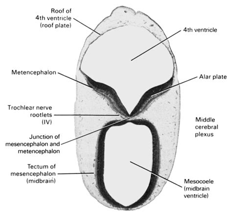 Atlas of Human Embryos Figure 7-6-2