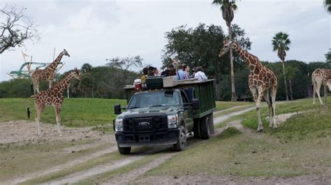 Top 5 animal encounters at Busch Gardens Tampa