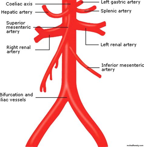 What Are The Branches Of The Aorta