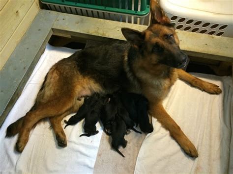 How Big Of A Whelping Box For A German Shepherd