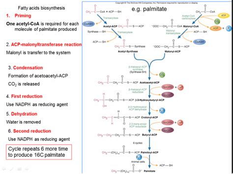 LIPIDS METABOLISM - Welcome to Bio Stud...