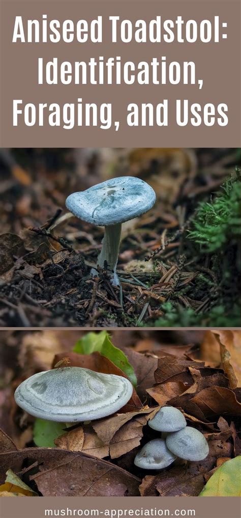 Aniseed Toadstool: Identification, Foraging, and Uses - Mushroom Appreciation