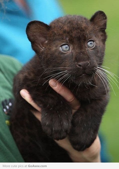 The cutest little Panther cub - goaww.com | Panthers | Animals, Baby panther, Cats