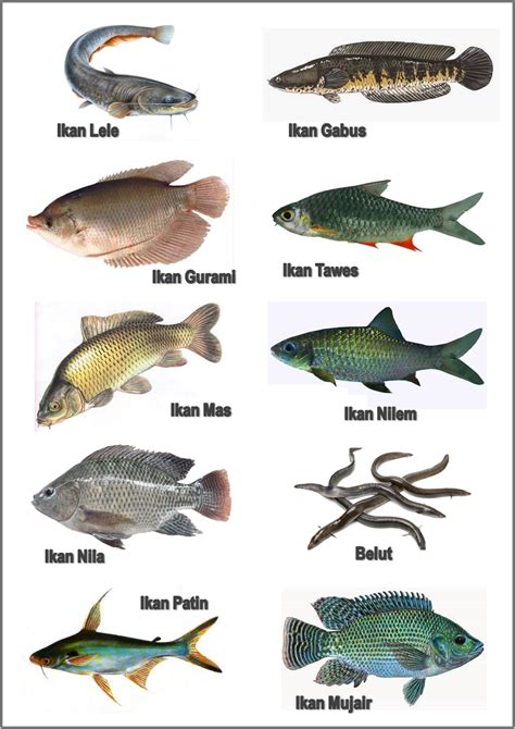 Nama Jenis Ikan Air Tawar Di Malaysia