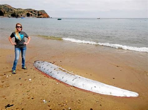 Giant Oarfish Facts, Habitat, Diet, Life Cycle, Baby, Pictures