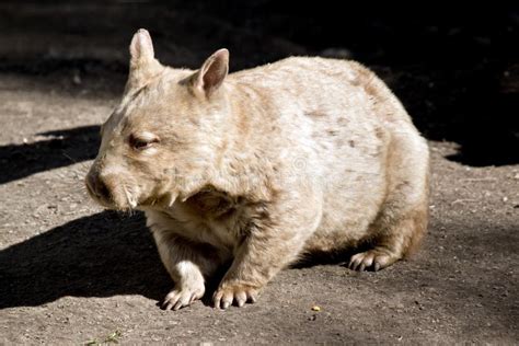 Wombat stock image. Image of golden, pointy, hairy, claws - 100380491