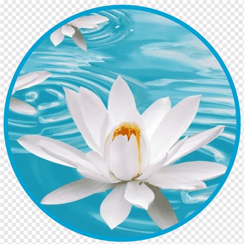 Flower Desktop White Blue Nelumbo nucifera, lotus flower, blue, white, color png | PNGWing