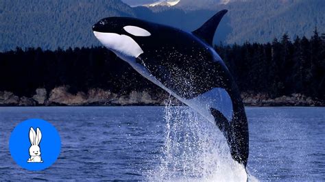 Killer Whales Swimming