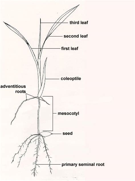 Function | Forage Information System | Oregon State University