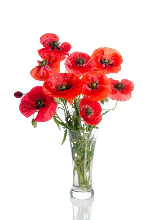 Bouquet of Poppies in Glass Vase Stock Photo - Image of decorative ...