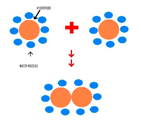 Hydrophobic Interactions - Chemistry LibreTexts