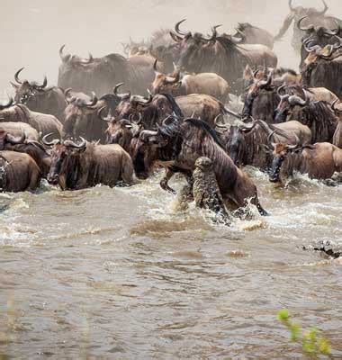 5 Days 4 Night Serengeti River Crossing Migration | Travel Partner