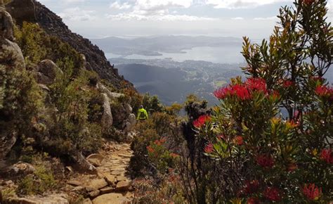 See the summit of Hobart's famous Mt. Wellington mountain with guides