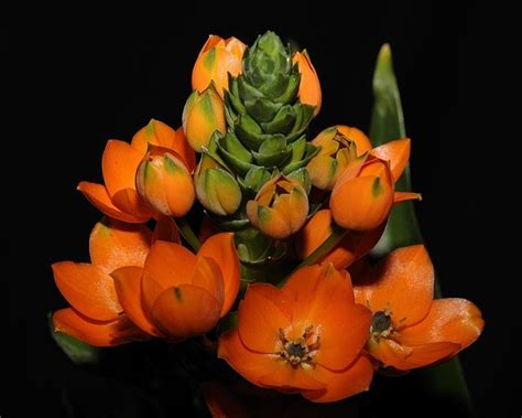 orange star flower - saw this plant in Giant grocery store tonight while buying $.5Bil lottery ...