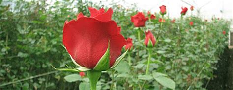 Protected Cultivation of Roses – Duration 5 Days - Institute of ...