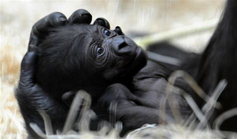 Rare Cross River gorilla caught on film (VIDEO) | The World from PRX