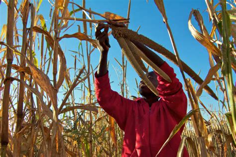 Mahangu farmers worried about no rains in October - The Namibian Farmer