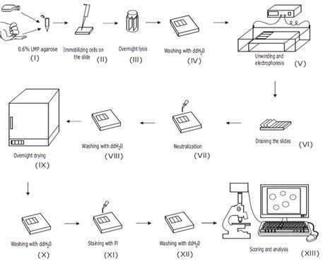 Comet Assay | Cleaver Scientific