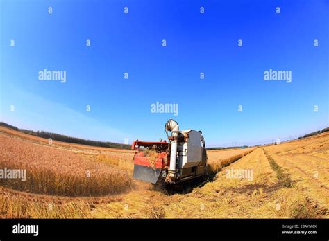 Harvester machine is harvesting ripe rice Stock Photo - Alamy