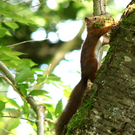 Eurasian red squirrel, Sciurus vulgaris, Ekorre | Eurasian r… | Flickr