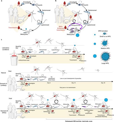 Revising natural transmission of Leishmania by vector sand flies a,... | Download Scientific Diagram