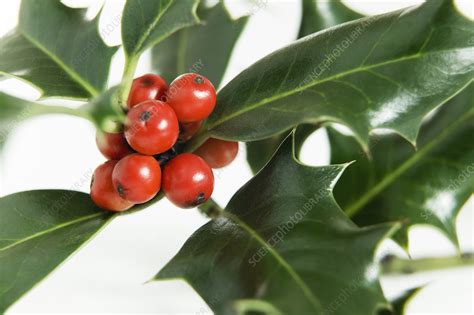 Holly berries - Stock Image - B787/0520 - Science Photo Library